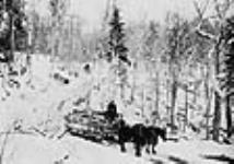 Drawing logs in winter 1916.