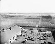Experimental Farm, showing livestock and wheat fields 1868-1923