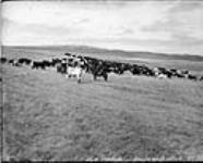 Cattle Ranching Cypress Hills n.d.