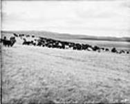 Cattle Ranching, Cutting Out, Cypress Hills (Alberta) n.d.