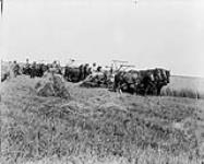 *Lockwoods* Wheatfields, Shewing the binders front view (Dauphin, Manitoba -see 117) n.d.