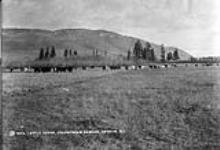 Cattle Scene, *Coldstream Ranche*, Vernon, B.C. (Copy B.M. 1073) n.d.