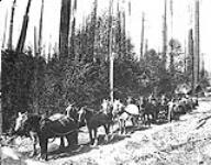 Lumbering - 5 team of horses hauling logs 1868-1923