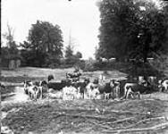Cattle Near Duncan's, Victoria (B.C.) n.d.