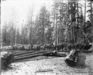 4 teams of horses hauling giant Fir logs 1868-1923