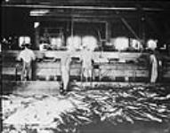 Travailleur chinois nettoyant du poisson  [ca. 1920].