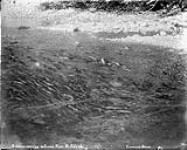 Salmon running 1868-1923