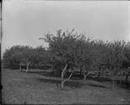 Mr. A. Dupuis' Apple orchard 75 miles below Quebec 1868-1923