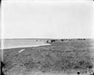 Cattle on shore of Reservoir [Western Irrigation Block] - (No.) 42 (C.P.R. (Canadian Pacific Railway)) 1868-1923