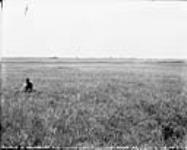 3 miles of irrigable land, Demonstration farm and Strathmore in distance [Western Irrigation Block] - (No.) 65 (C.P.R. (Canadian Pacific Railway)) 1868-1923