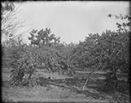 Blake's Peach Orchard 1868-1923