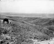 Looking south showing irrigable land [Western Irrigation Block] - (No.) 64 (C.P.R. (Canadian Pacific Railway)) 1868-1923