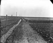 Irrigating sugar beets, wheat, oats and barley [Western Irrigation Block] - (No.) 103 (C.P.R. (Canadian Pacific Railway)) 1868-1923
