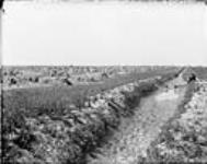 Irrigated wheat farms, 4 miles east of Gleichen [Western Irrigation Block] - (No.) 104 (C.P.R. (Canadian Pacific Railway)) 1868-1923