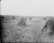 Wheat field. 4 miles of wheat fields in distance, 8 miles north east of Gl eichen (Alta.) (No.) 130 ($C.P.R. (Canadian Pacific Railway)$) n.d.