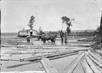 Lumbermen drawing out logs 1912.