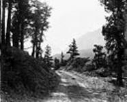 View up Tunnel Mountain [ca. October 5, 1901].