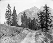 View up Tunnel Mountain, Banff, Alta [ca. October 5, 1901].