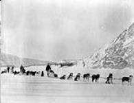 [Dog teams] Feb. 1907 Feb. 1907
