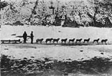 Dog team at Dawson, Y.T. c. 1898-99