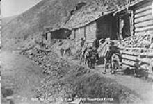 Mule Trail on the side of the Klondike River, Y.T. [c. 1900]