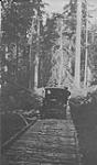 Along road to Coast Copper Mine, Trail, B.C. (Corduroy automobile road). June 1928
