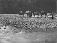 Pack train after crossing Legate, B.C. 1929