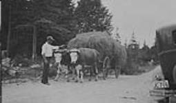 Oxen and load of hay along highway July 1934