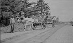 Oxen and cart along highway near Chester, N.S. July 1934 July 1934