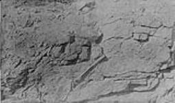 No. 9 Pit, 1150', No. 2 vein highgrade lotryoidal pitchblende on wall X, Great Bear Lake N.W.T Aug. 1931