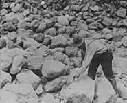 Blasting loose rocks at Bullion: - Close-up of place half a stick of powder into boulder, Quesnel River, B.C 1938