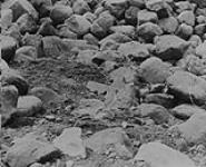 Blasting loose rocks at Bullion: - Fuses all set, ready for lighting, Quesnel River, B.C 1938