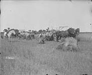 Harvesting 1895