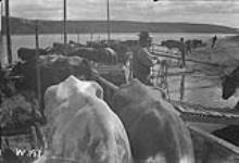 Loading cattle 1898