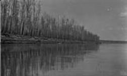 Lower Peace River, B.C. Timber 1916