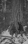 Fir tree, 7 ft. diameter near McConnell Lake. 25-11-6 [B.C.] 1918 [graphic material] 1918