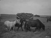 Horses on the threshing floor. Tp. 38-5-4. 1918 1918