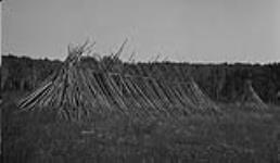 Tepee poles, Porcupine Reserve, Sask 1919