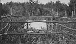 Indian grave, Porcupine Reserve, Sask 1919
