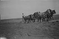 Eight horse plowing team. 1919 1919