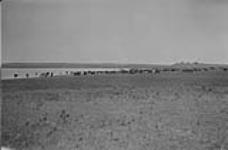 Stock on Blackfoot Reserve, Alta. 1919 1919