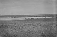 Indian cattle south of Gleichen, Alta., 1919 1919