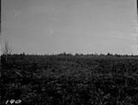 Reclaimed muskeg growing poplar, Sawridge district, Alta. [near Athabasca.] 1920