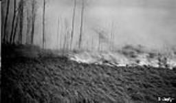 Clearing land by burning, Alta. 1921 1921