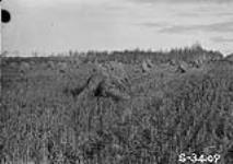 Crop of oats on S.E. 1/4 Sec. 9 Tp. 52-14 [about 1 mi. E. of White Fox, Sask.] n.d.