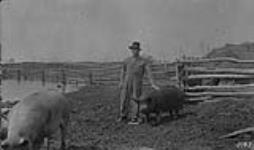 Hogs, 1921 1921