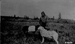Dog packing, Hay River Country, Alta 1921