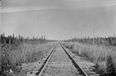 15 miles E. of Sawridge on the E.D. & B.C. Railway, Alta. 1921