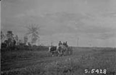 Ox team on road to Arborg, Tp. 22-2-E. [Man.] 1922