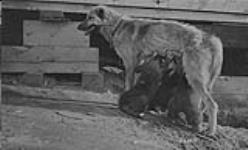 Sleigh dogs, Chipewyan, [Alta.] 1923